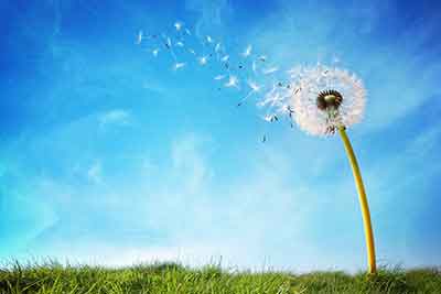 Amendements pour sol